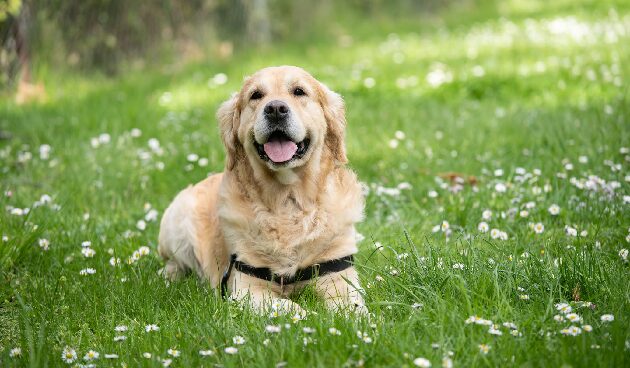 Лабрадор-ретривер