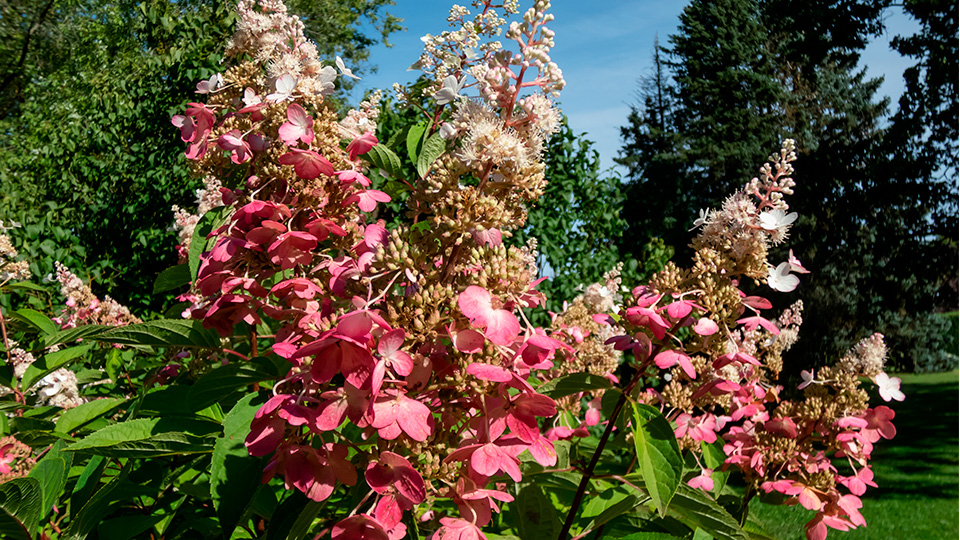 Гортензия Пинки Винки