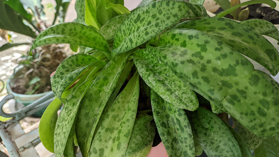 Дримиопсис