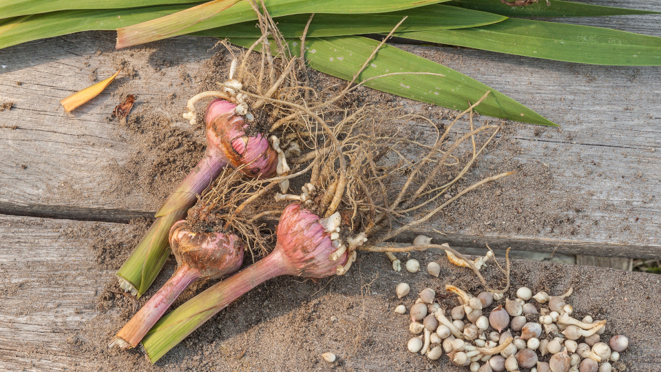 Когда выкапывать гладиолусы осенью в 2025 году