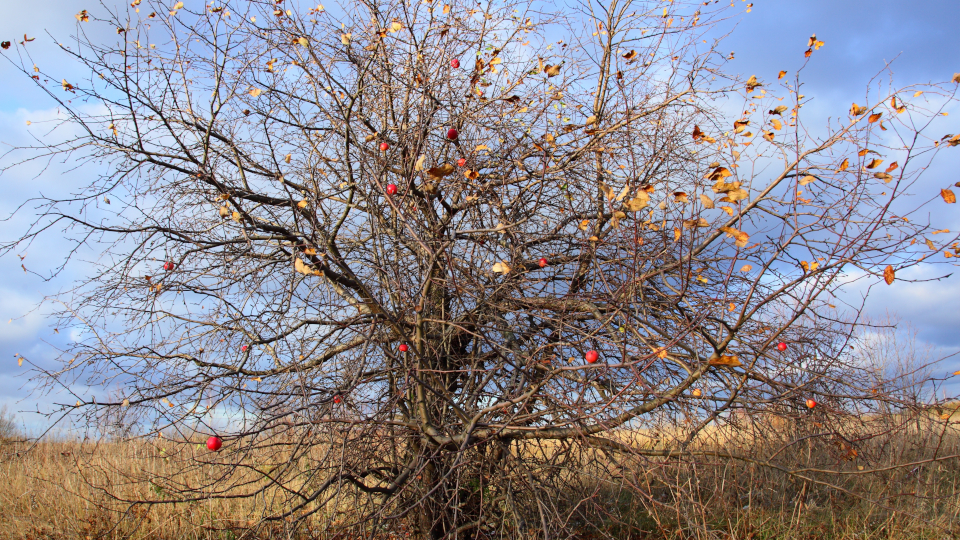 Обработка сада мочевиной осенью от вредителей