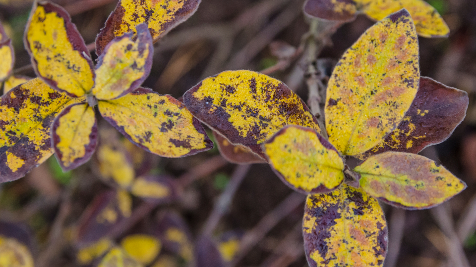 Обрезка жимолости осенью для начинающих в 2025 году