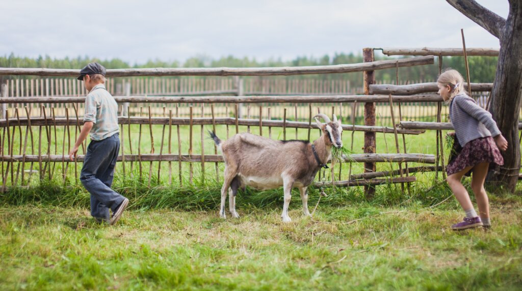 Лучшие сериалы про деревню: от «Тихого Дона» до «Сватов»