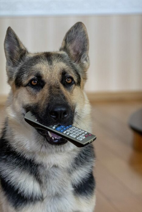 Мухтар. Он вернулся