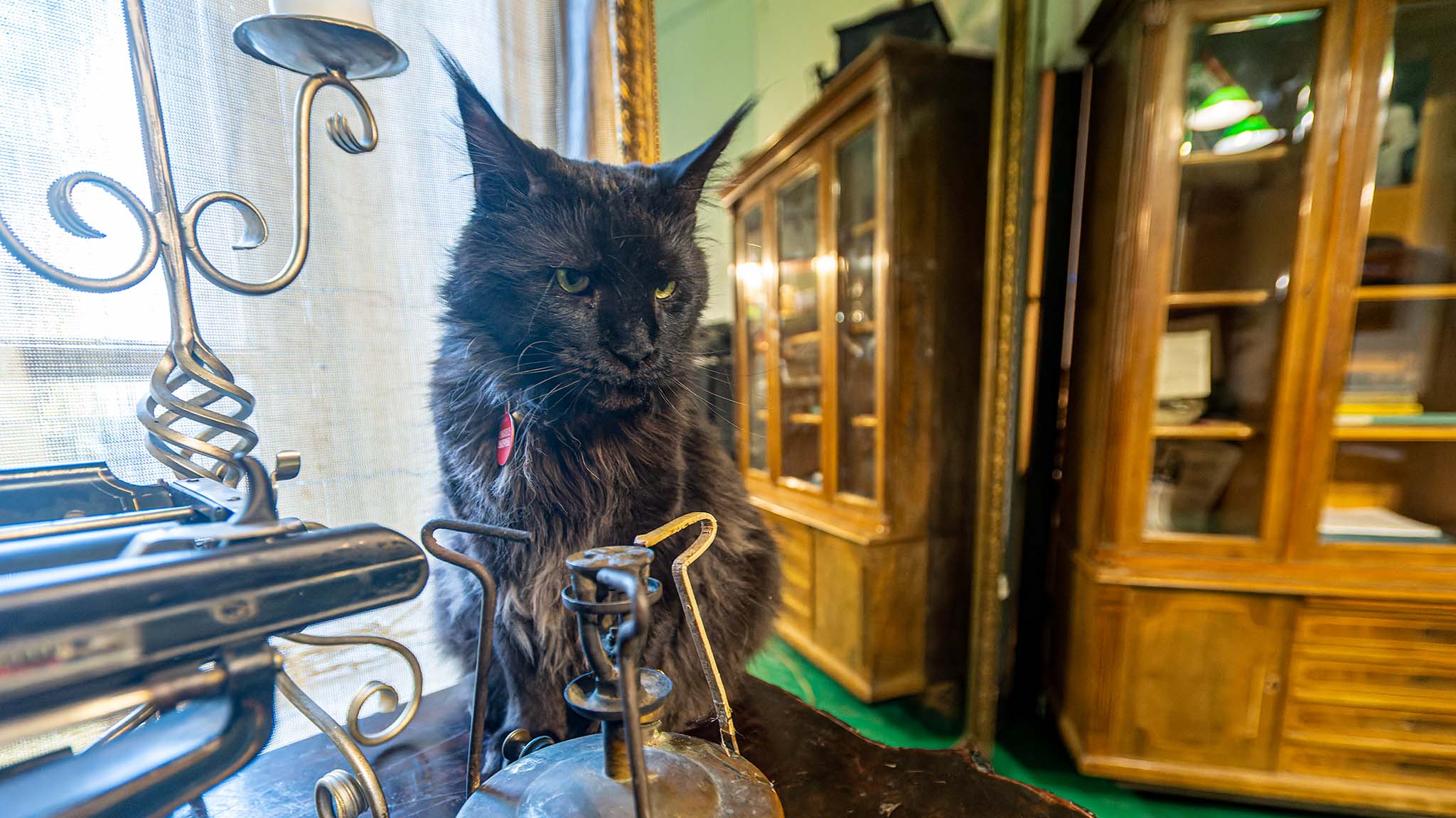 Музей Булгакова в Москве: фото, цены, история, отзывы, как добраться