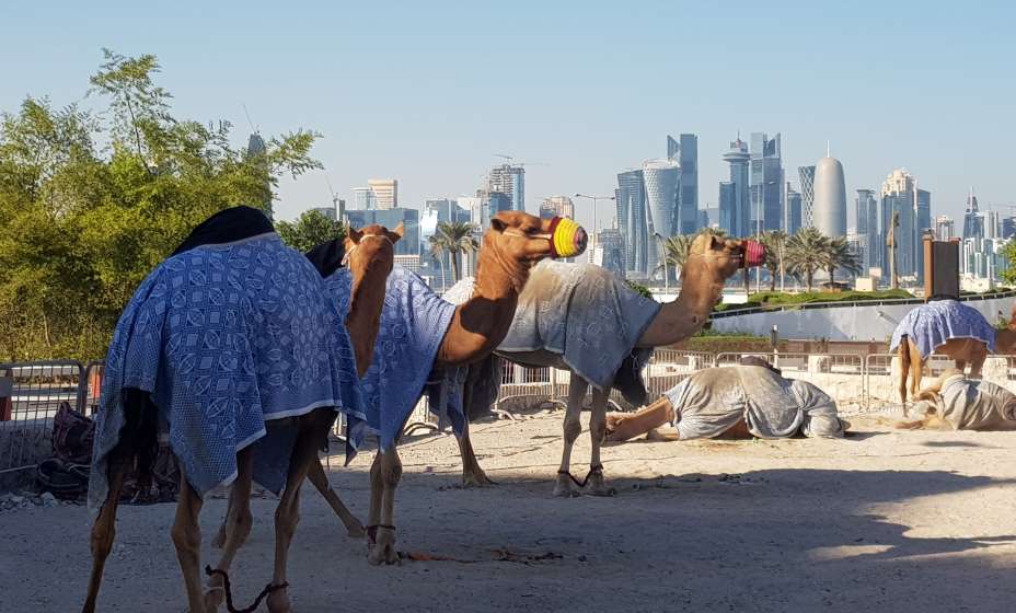 В Дохе кроме конной полиции, есть еще и полиция на верблюдах. Фото: Алиса Титко
