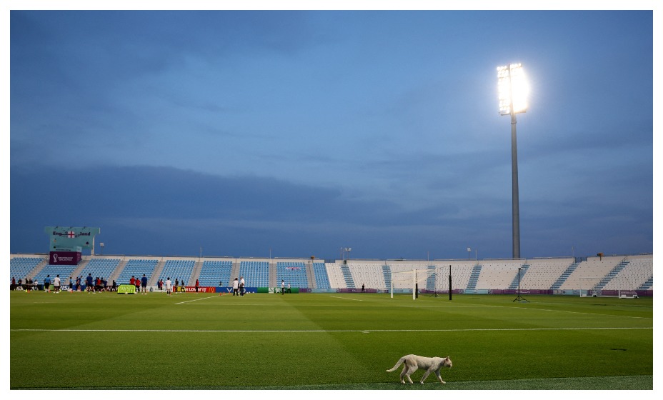 Игроки сборной Англии усыновили бродячего кота на ЧМ. Фото: Reuters