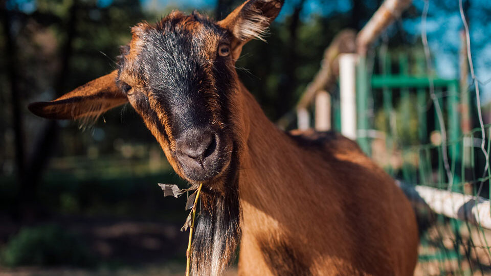 Красная Огненная Коза — символ 2027 года