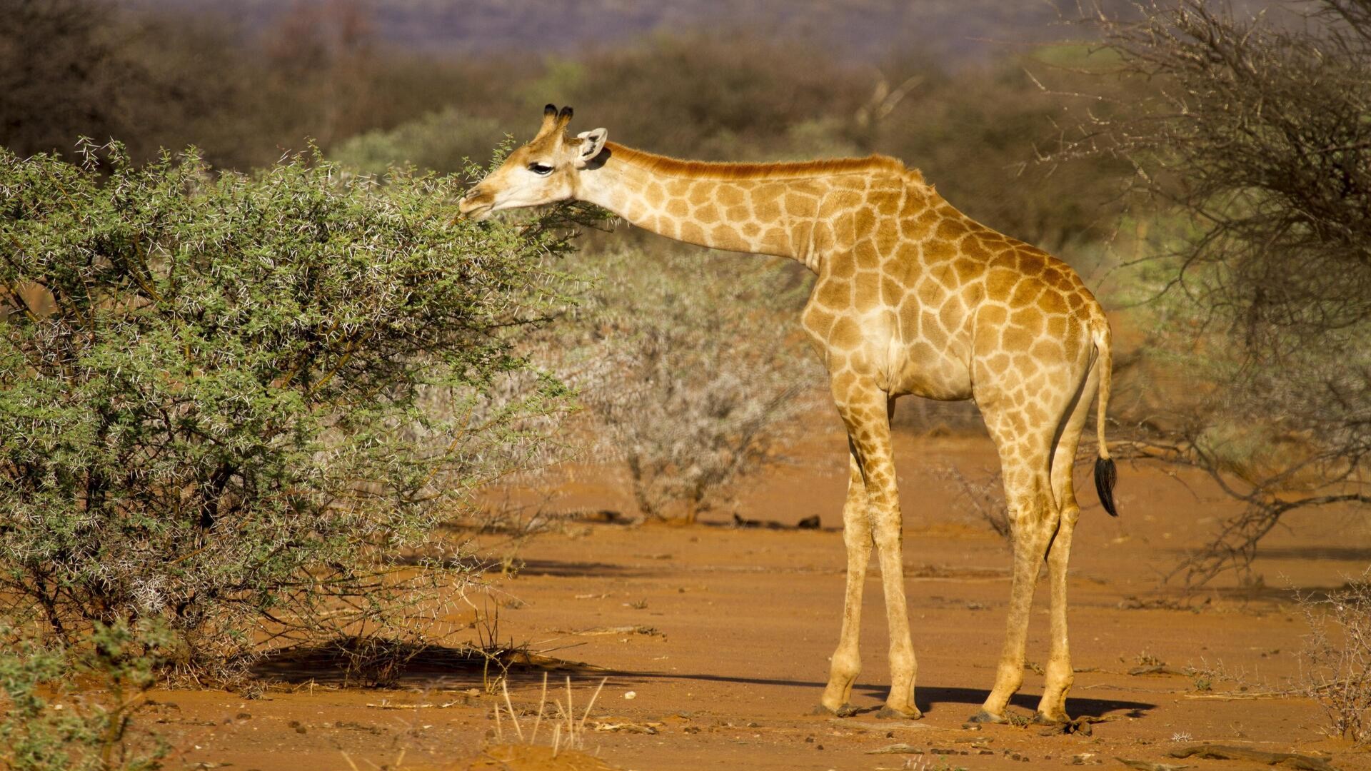 Ангольский жираф, питающийся кустом акации, заповедник Эринди.